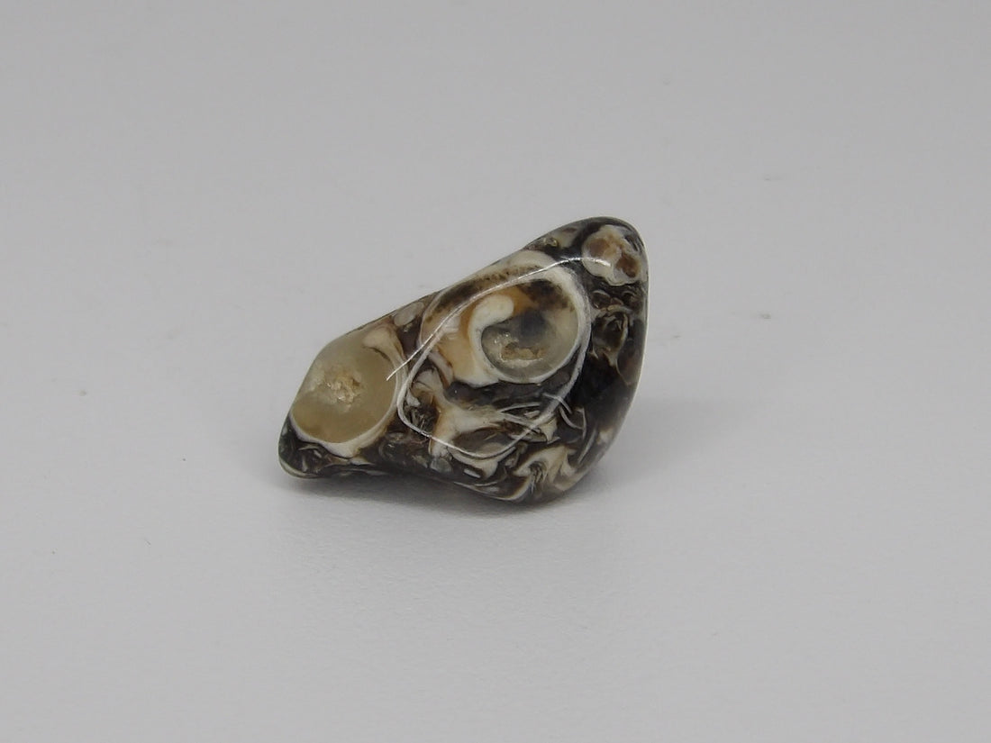 Collector Turritella Agate Specimen | Fossil Shell Agate