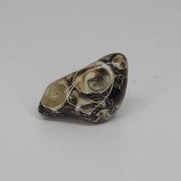 Collector Turritella Agate Specimen | Fossil Shell Agate
