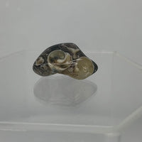 Collector Turritella Agate Specimen | Fossil Shell Agate
