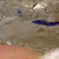 Enhydro Quartz Crystal | Choose Your Piece | Natural Quartz Time Capsule with Ancient Water Inclusions