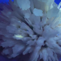 Phosphorescent Calcite with Mordenite & Stilbite | Collector Specimen | India